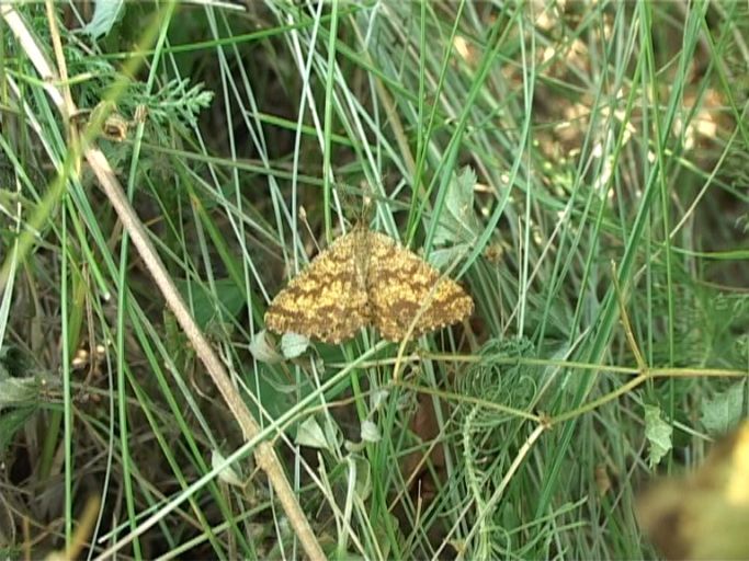 Heidespanner ( Ematurga atomaria ), die Männchen besitzen stark gekämmte Fühler, und die Grundfärbung der Flügel ist ockerfarben. : Kaiserstuhl, 12.07.2006